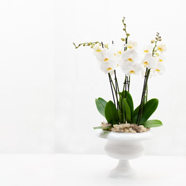 Les Orchidees