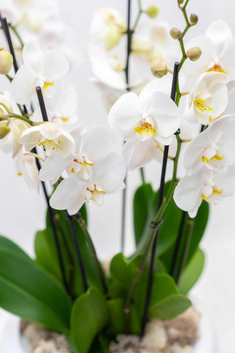 Les Orchidees
